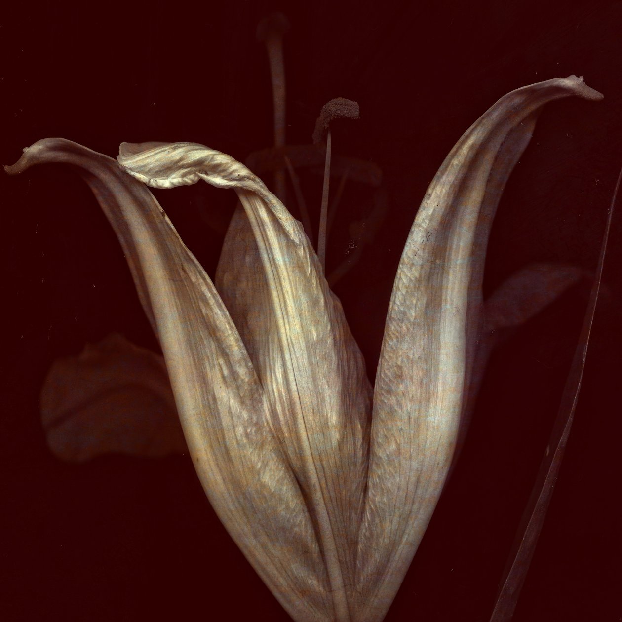 Lily 2, 2018 (digitální fotoart) od Johan Lilja
