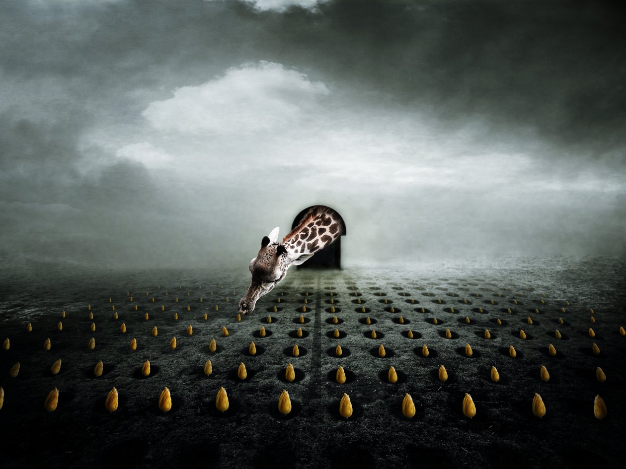 Ttulip thief 2, 2013 (fotografie) od Johan Lilja