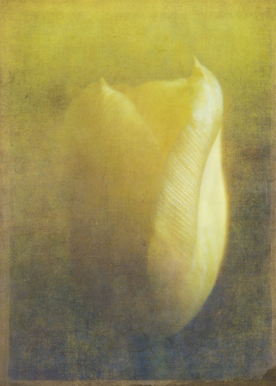 Tulipán, 2015 (digitální fotoart) od Johan Lilja
