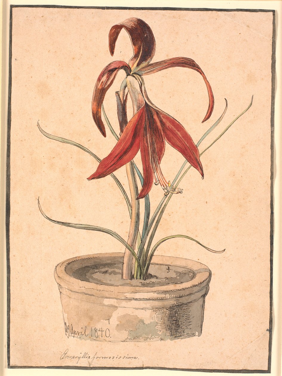 Kvetoucí Amaryllis od Johan Thomas Lundbye