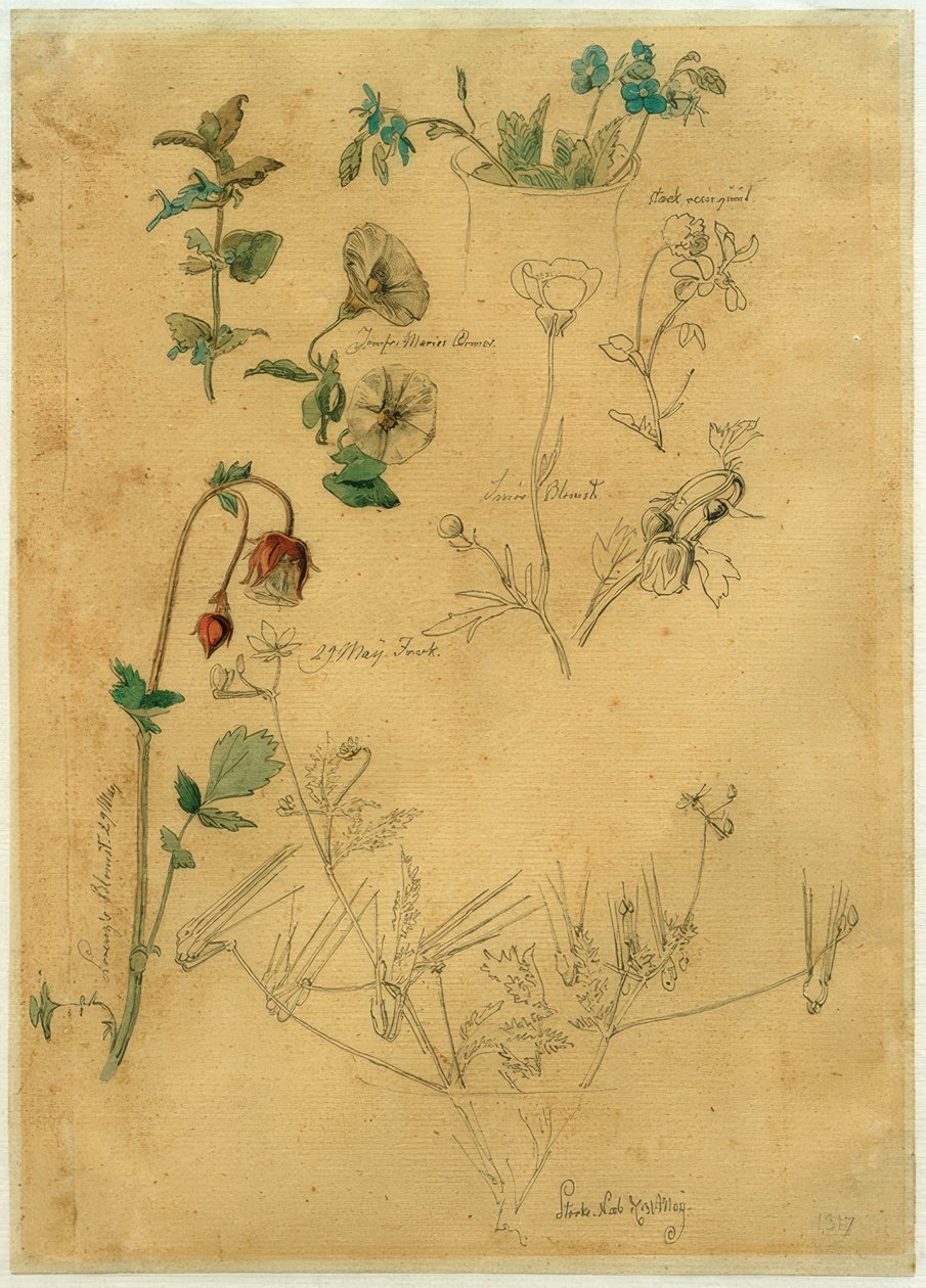 J. Th. Lundbye, Plant Study od Johan Thomas Lundbye