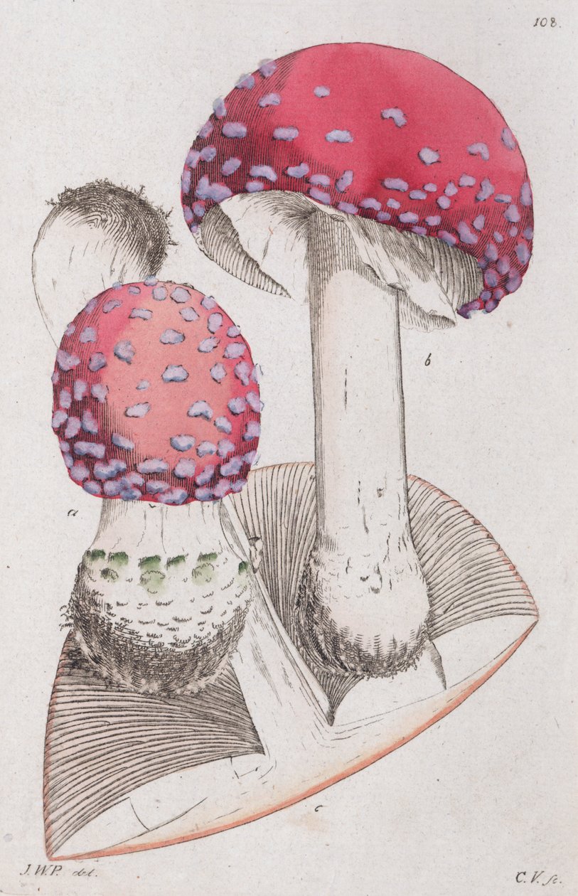 Amanita muscaria, 1804-1811 od Johan Wilhelm Palmstruch
