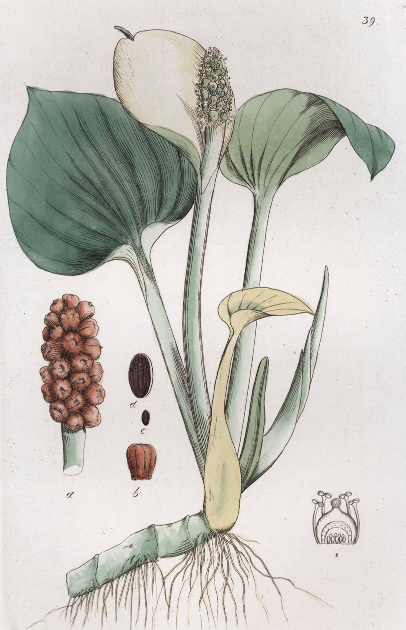 Bog Arum Calla palustris, 1804-1811 od Johan Wilhelm Palmstruch