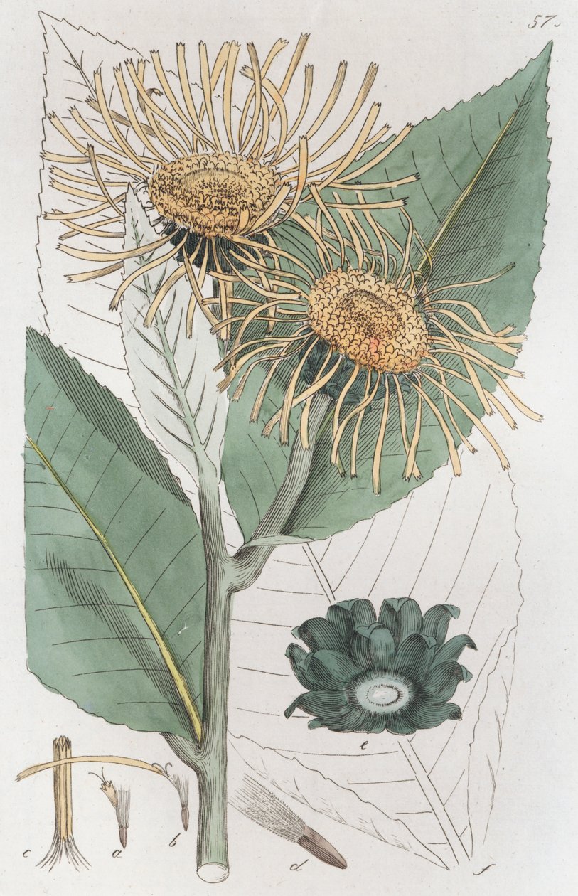 Elecampane Inula helenium, 1804-1811 od Johan Wilhelm Palmstruch