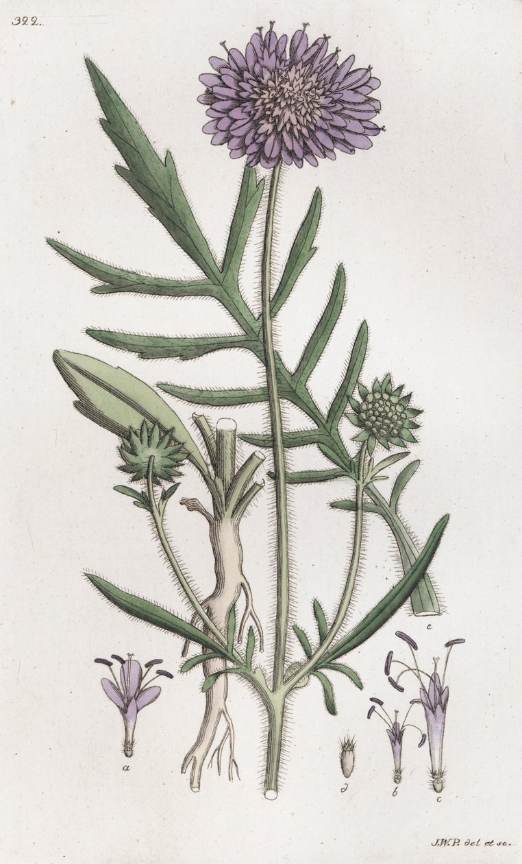 Svrab polní Knautia arvensis, 1804-1811 od Johan Wilhelm Palmstruch