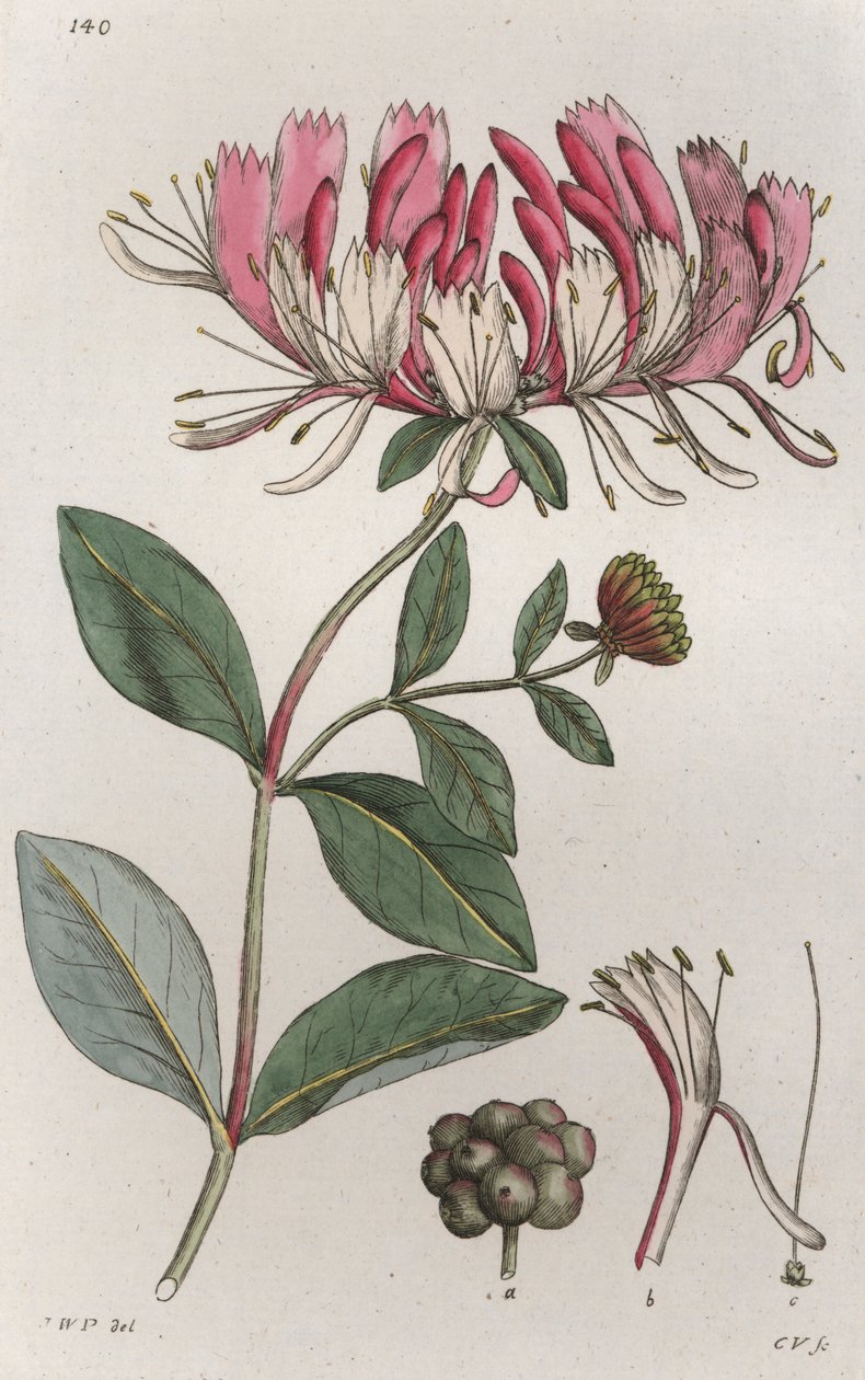 Zimolez Lonicera periclymenum, 1804-1811 od Johan Wilhelm Palmstruch