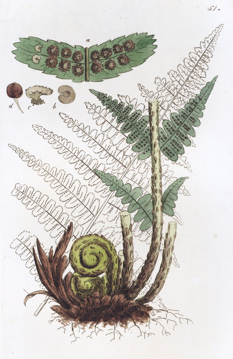Kapradina samec Dryopteris fern-mas, 1804-1811 od Johan Wilhelm Palmstruch