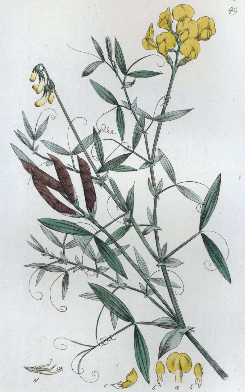 Vetchling luční Lathyrus pratensis, 1804-1811 od Johan Wilhelm Palmstruch