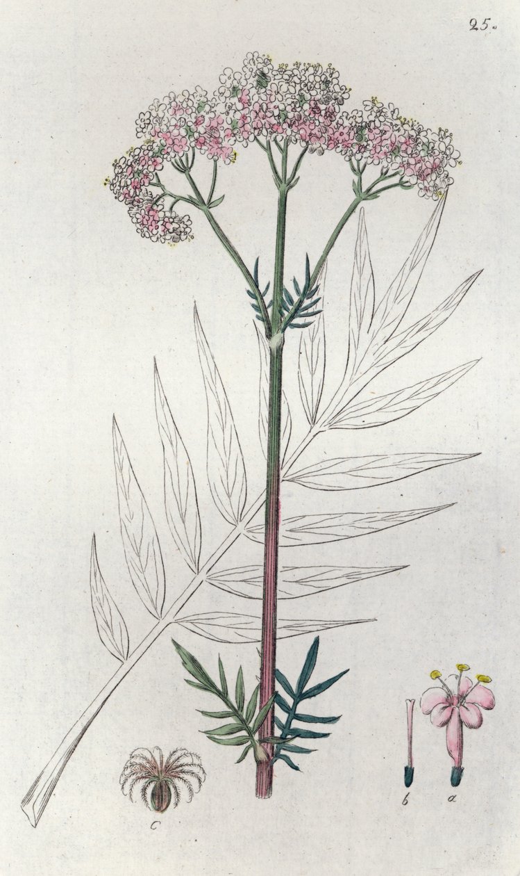 Valeriana Valeriana officinalis, 1804-1811 od Johan Wilhelm Palmstruch