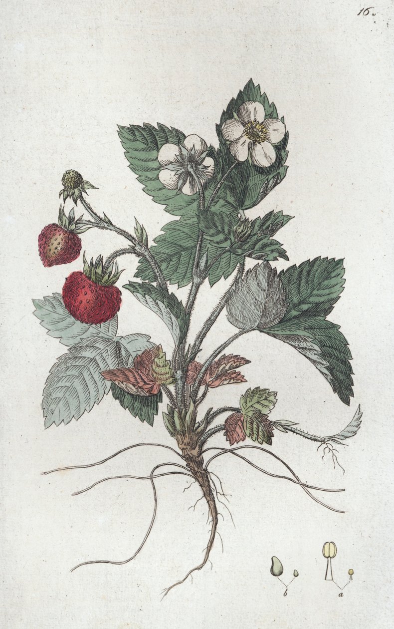 Lesní jahoda Fragaria vesca, 1804-1811 od Johan Wilhelm Palmstruch