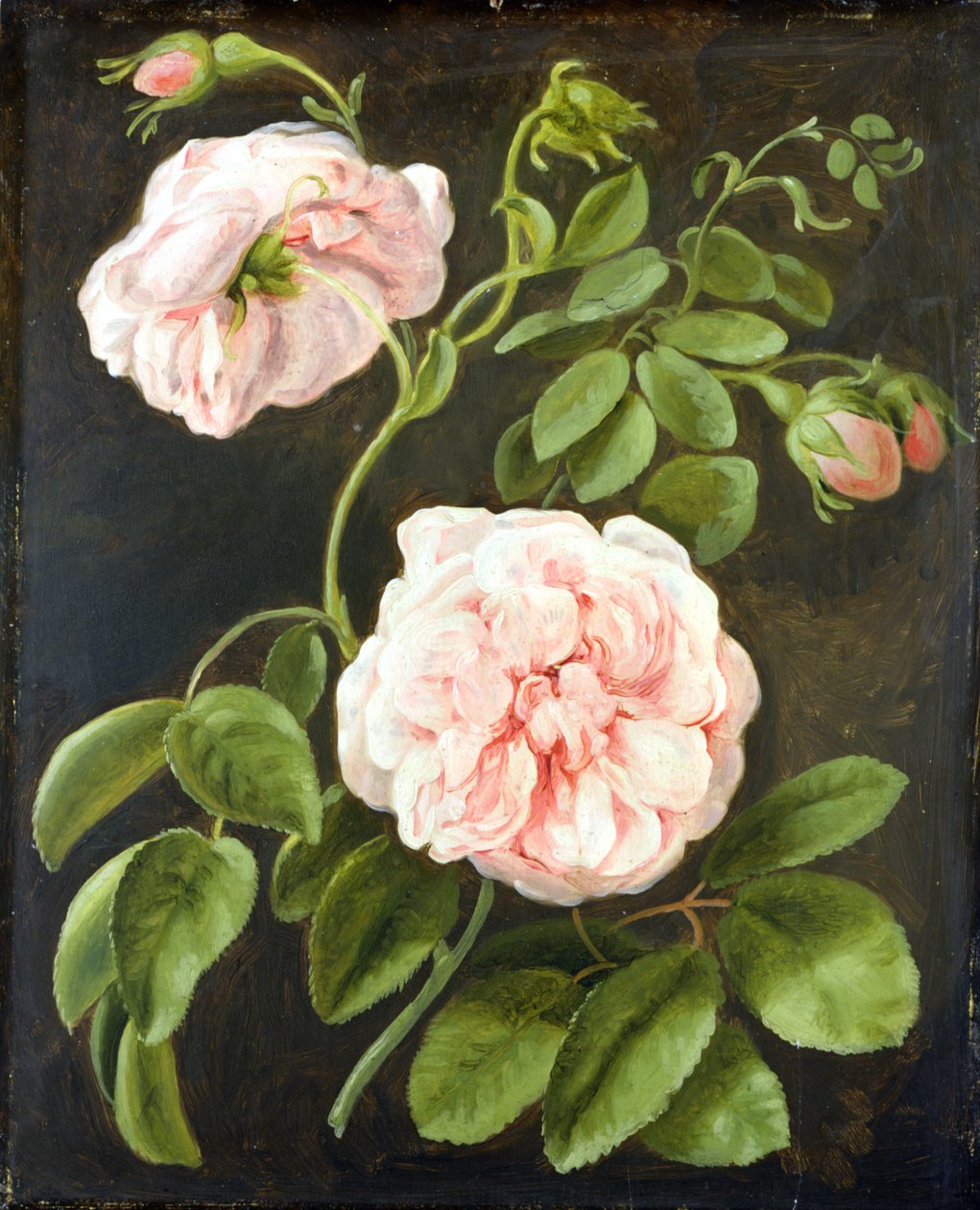 Květinová studie od Johann Friedrich August Tischbein