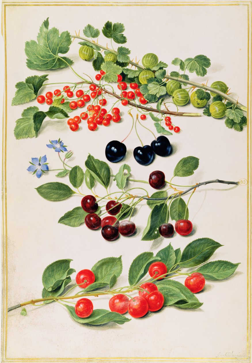 Angrešt, třešně a červený rybíz, 1661 od Johann Jakob Walther