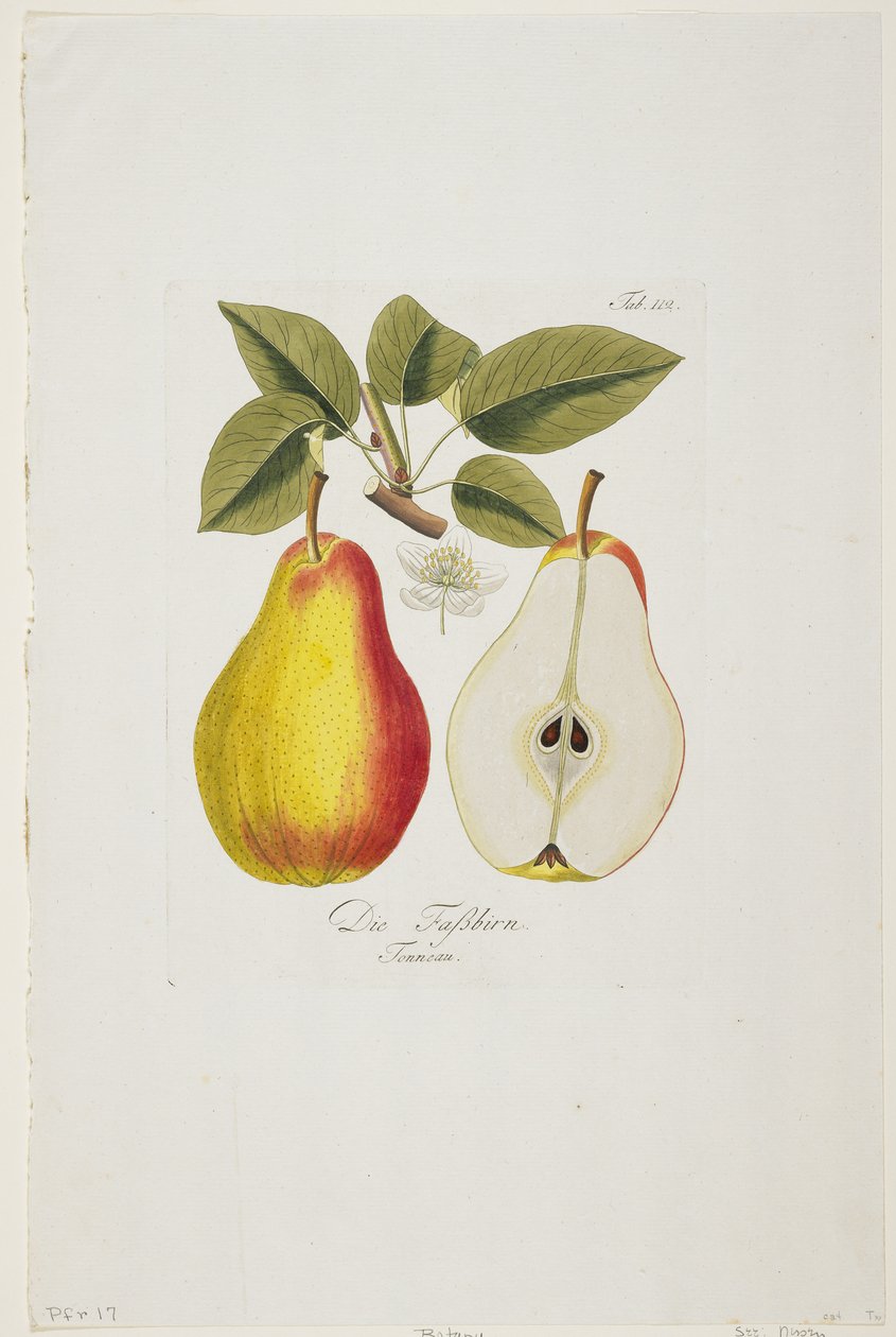 Die Fassbirn z knihy "Pomona Austriaca, ou Arbres Fruitiers D