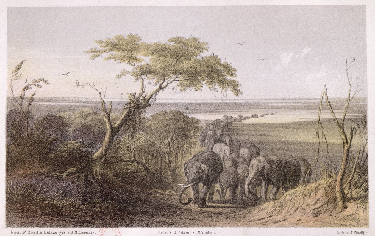 Stádo slonů na hranici Čadu, z „Cesty a objevy v severní a střední Africe“ od Heinricha Bartha (1821-65), vyryto J. Woelfle, vydáno 1857 (barevná rytina) od Johann Martin Bernatz
