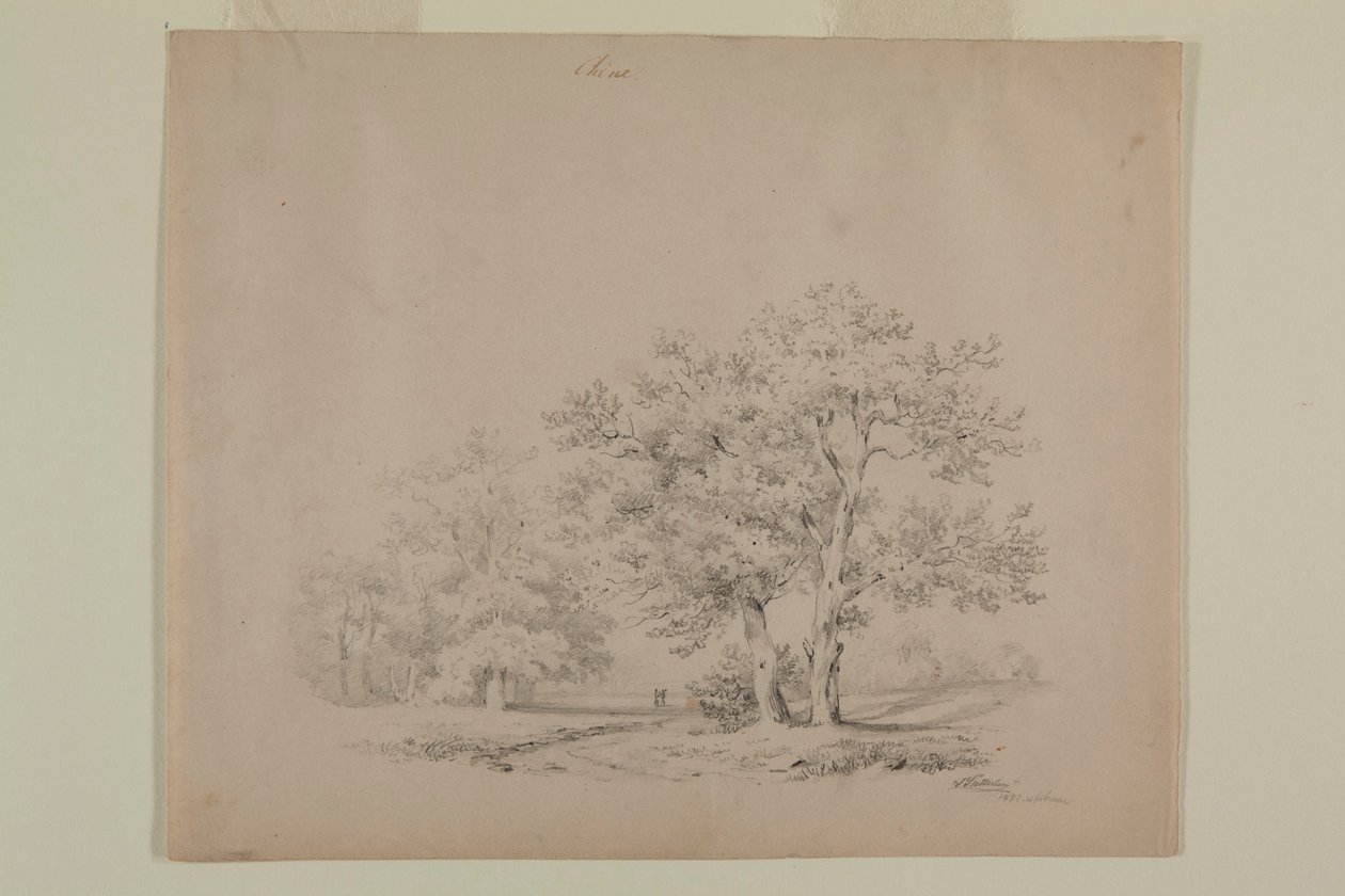 Kresba dubů od Johanna Sutterlina od Johann Sutterlin
