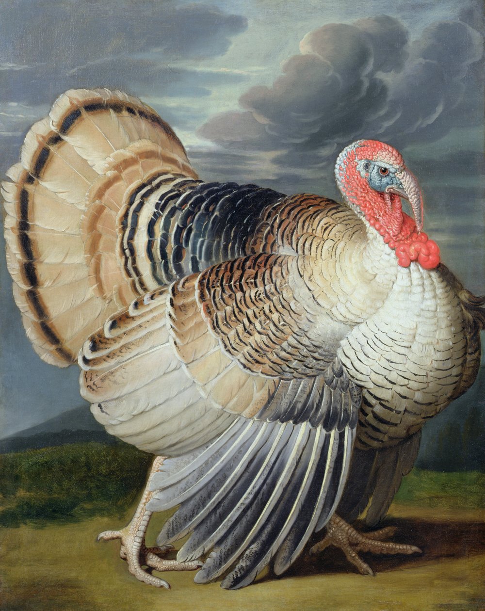 Portrét krocana od Johann Wenceslaus Peter Wenzal