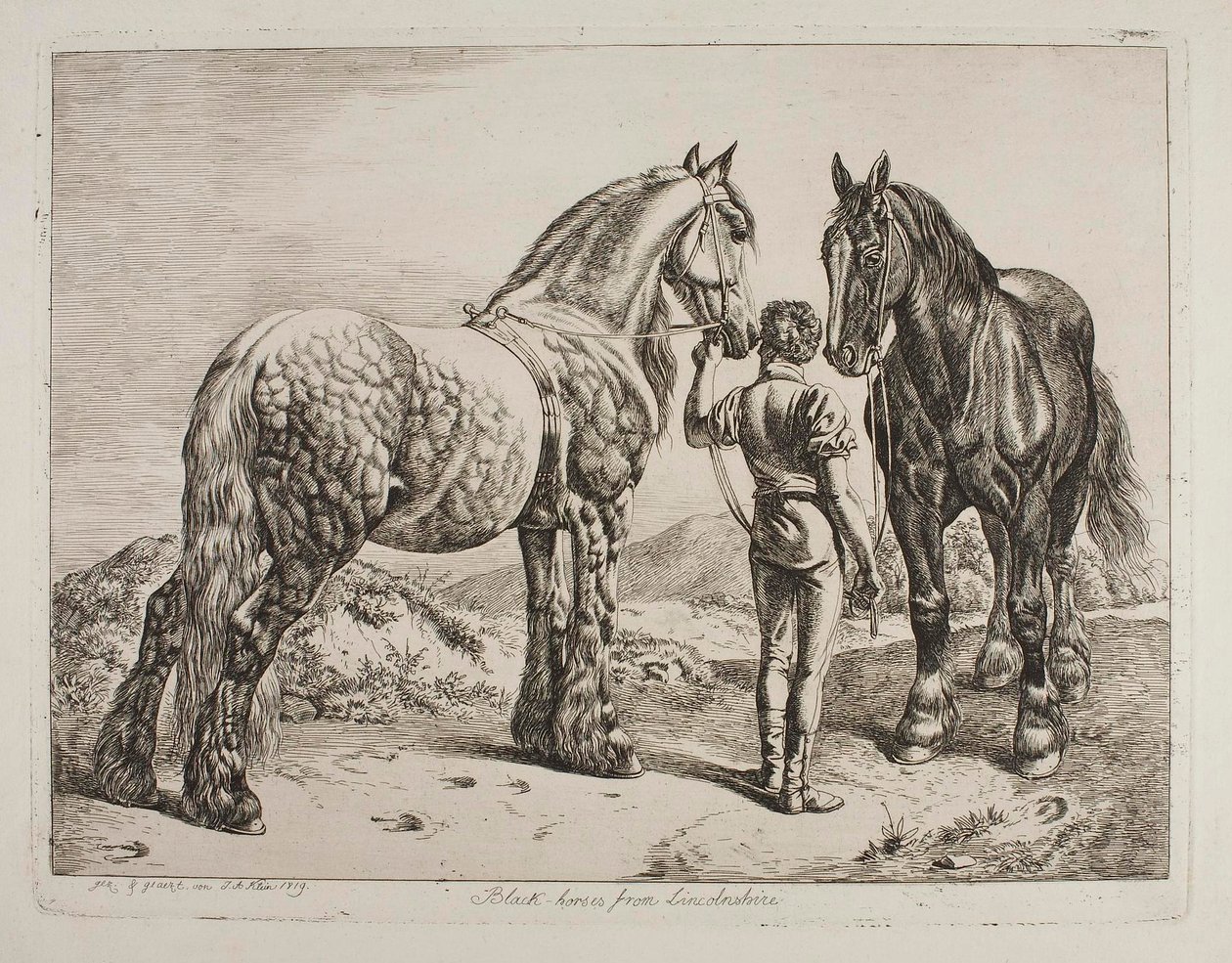 Černí koně z Lincolnshire od Johann Adam Klein