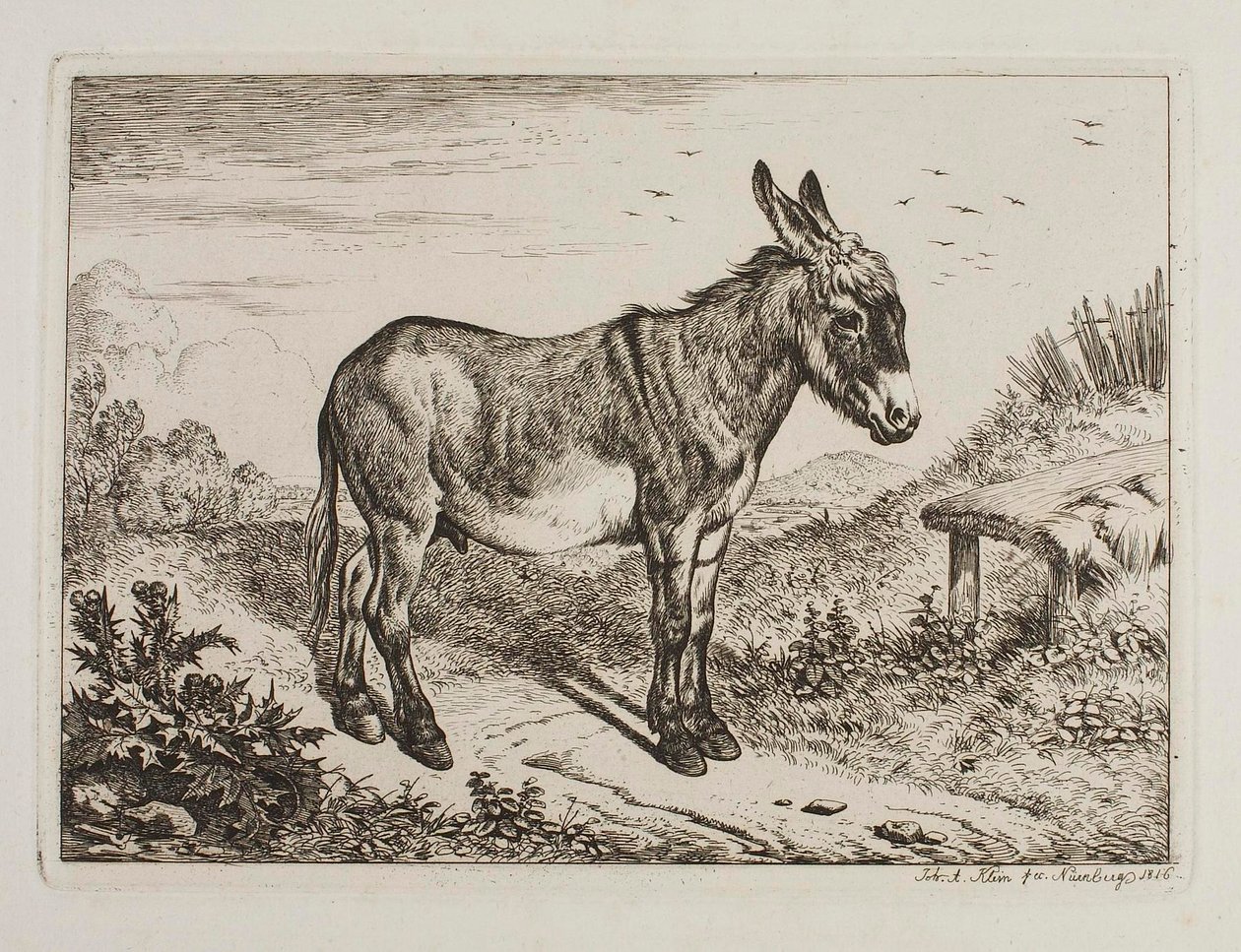 Osel od Johann Adam Klein