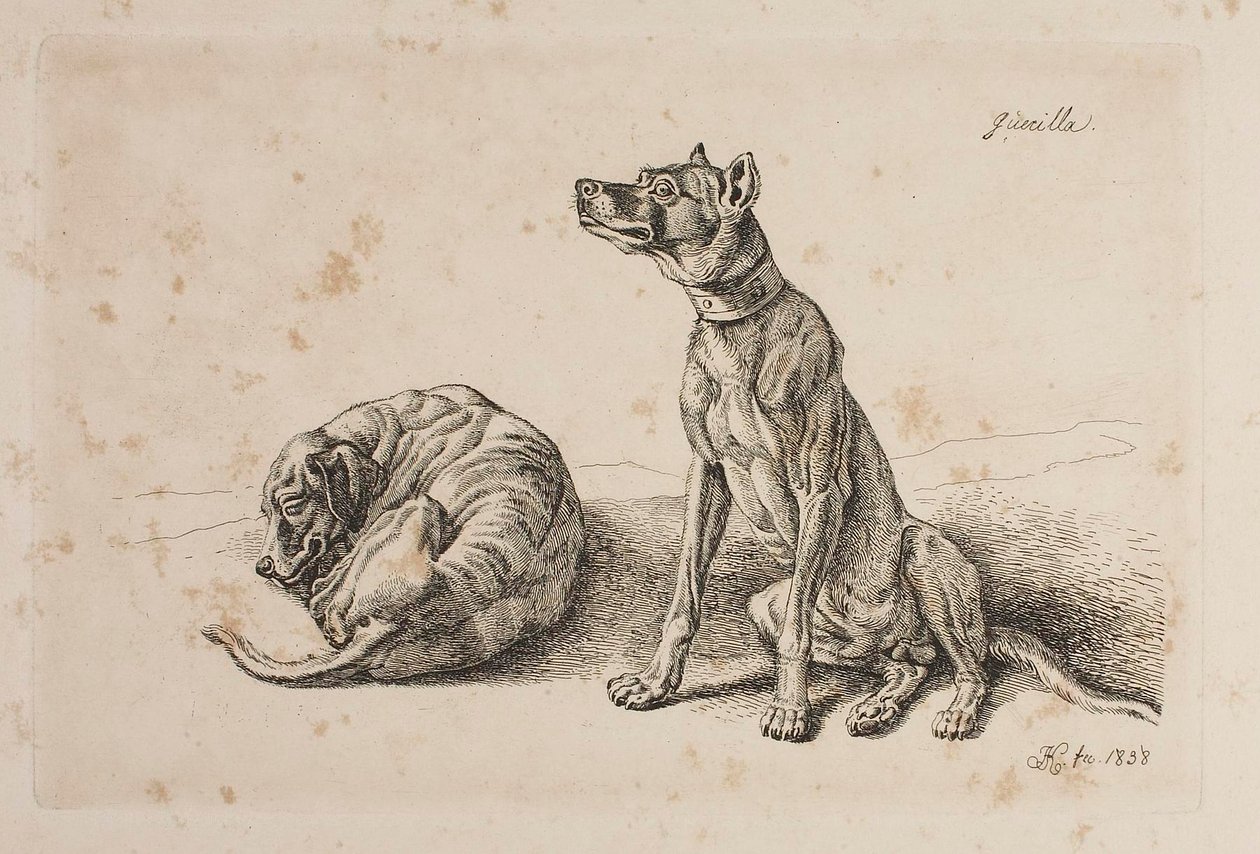 Guerilla, Dva psi od Johann Adam Klein