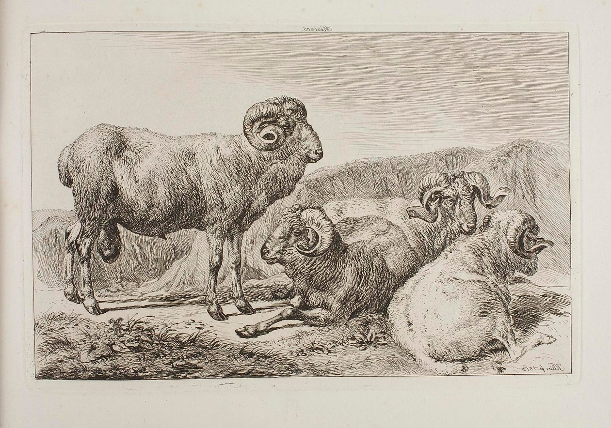 Merino berani od Johann Adam Klein