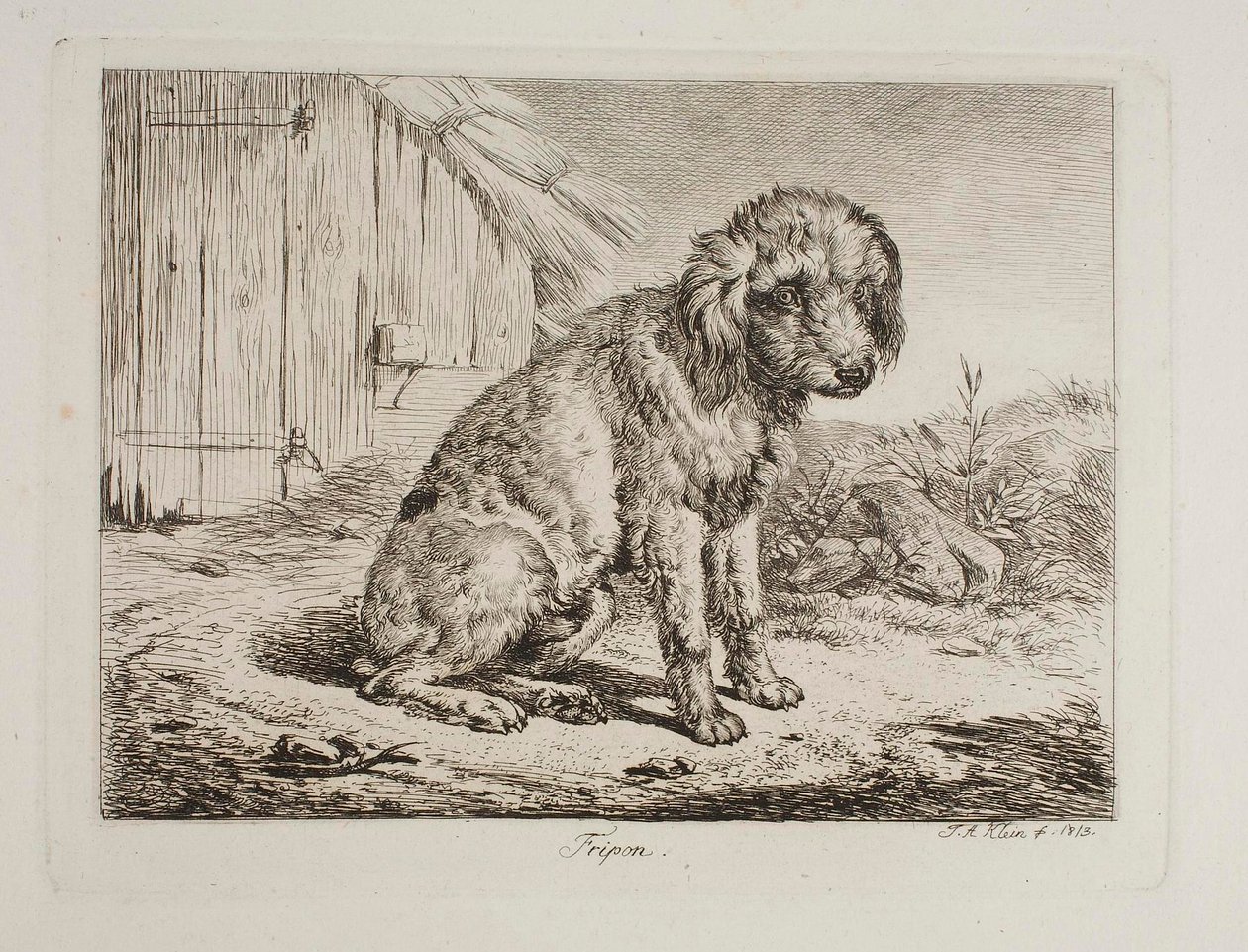 Pudl Fripon od Johann Adam Klein
