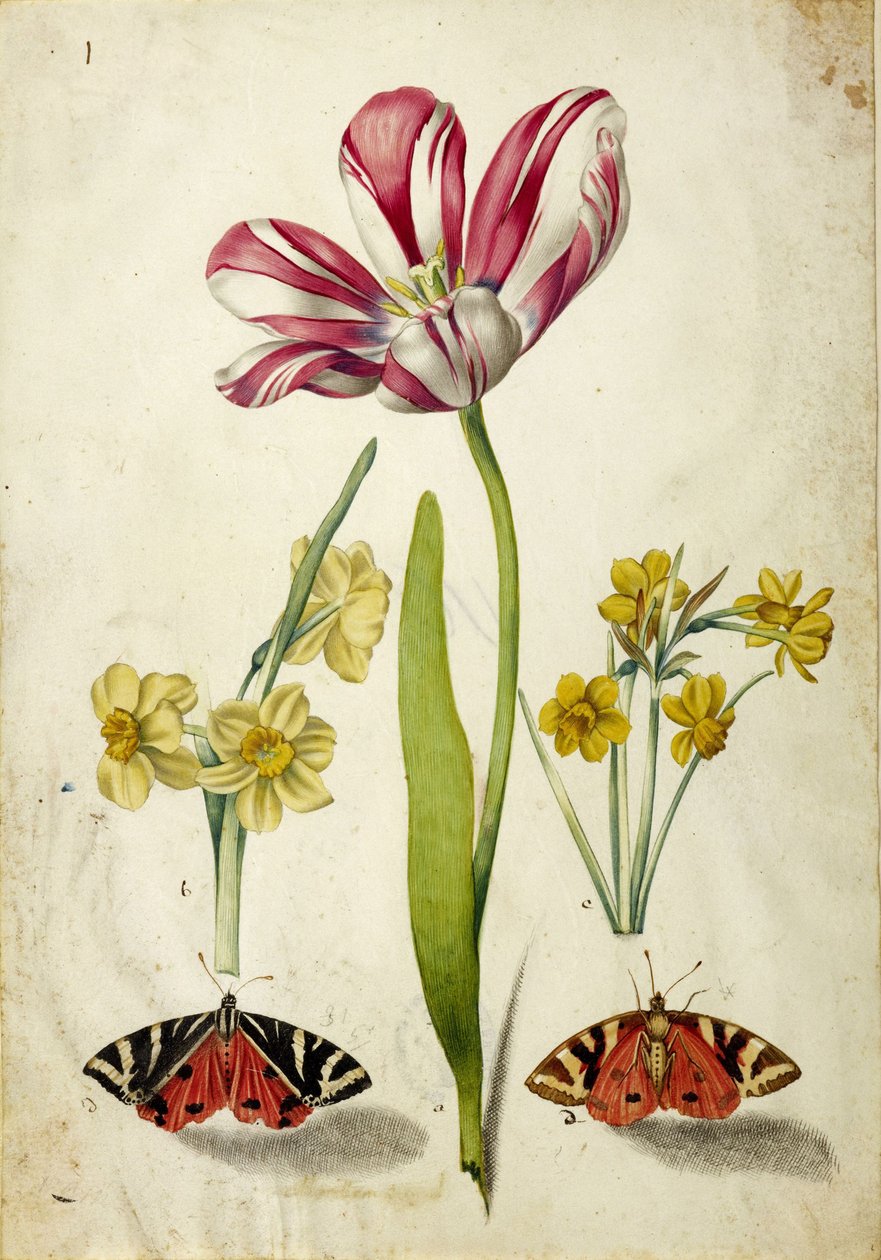 Tulipán, narcis a motýli, c. 1660. od Johann Bartholomäus Braun