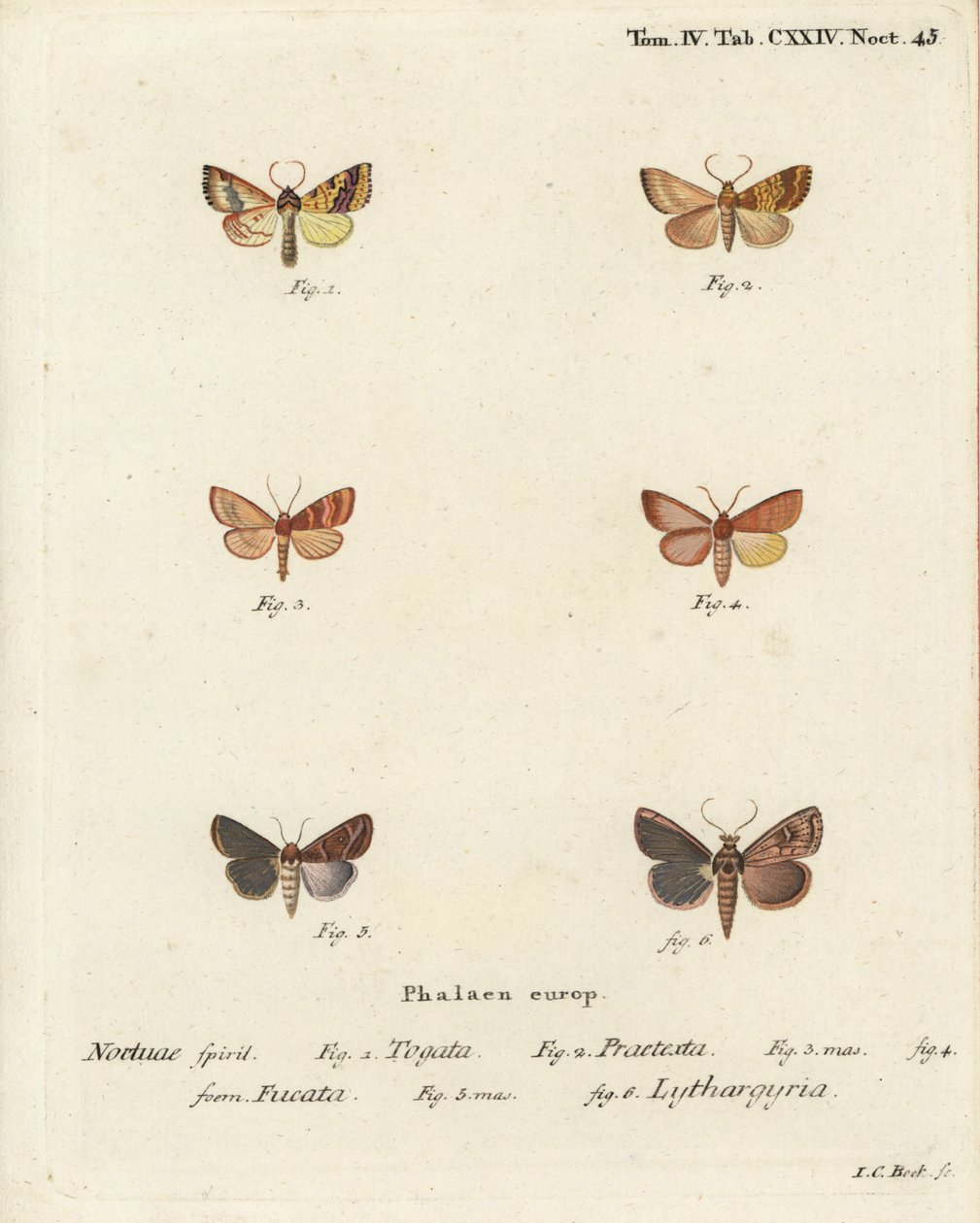 Salát obecný, Tileacea aurago 1-4, a molice jílovitá, Mythimna ferrago 5.6. Ručně kolorovaná mědirytina od Johanna Carla Bocka podle knihy Eugenia Johanna Christopha Espera The Butterflies in Pictures from Nature, Erlangen od Johann Carl Bock