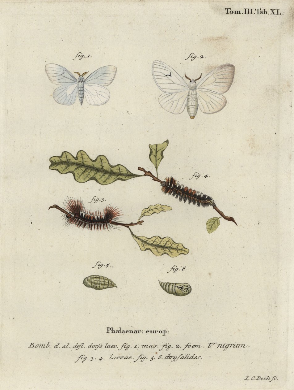 Můra černá V, Arctornis l-nigrum. od Johann Carl Bock