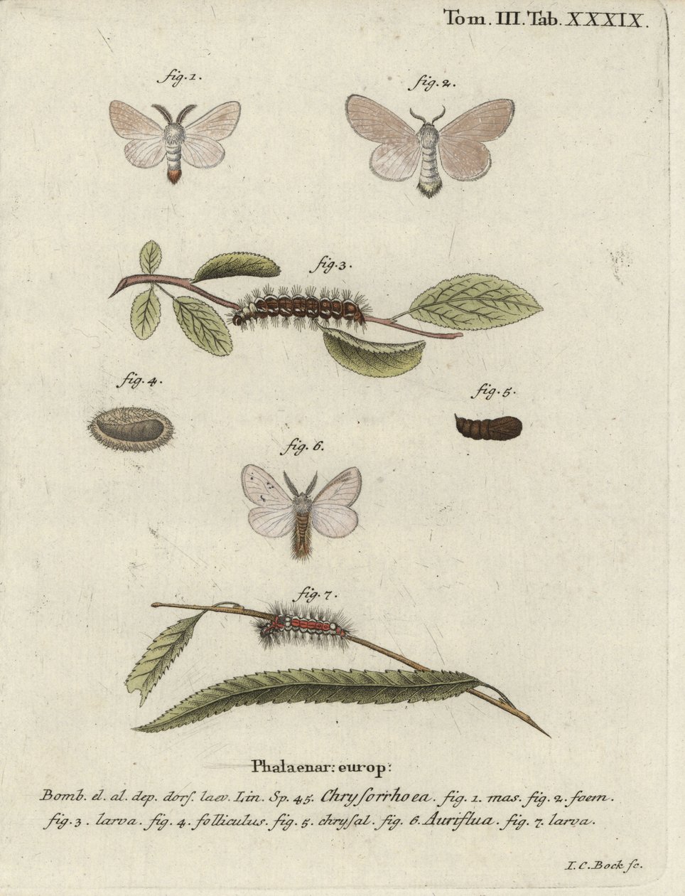 Můra hnědoocasá, Euproctis chrysorrhoea. od Johann Carl Bock