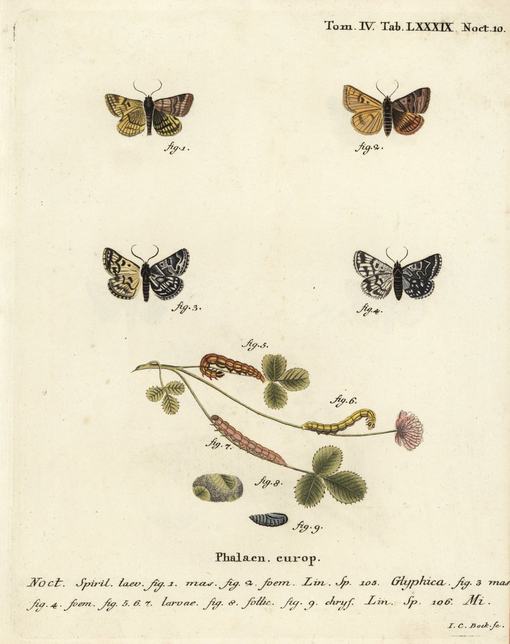Burnet společník můra, Euclidia glyphica 1,2, a matka Shipton můra, Euclidia mi, 3-9. Ručně kolorovaná mědirytina od Johanna Carla Bocka podle Eugenia Johanna Christopha Espera Motýli v ilustracích z přírody, Erlangen od Johann Carl Bock