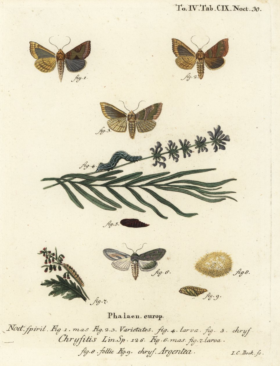 Leštěný mosazný mol, Diachrysia chrysitis 1-5, a zelený stříbrně posetý žralok, Cucullia argentea 6-9. Ručně kolorovaná mědirytina od Johanna Carla Bocka podle Eugenia Johanna Christopha Espera Motýli v ilustracích z přírody, Erlange od Johann Carl Bock