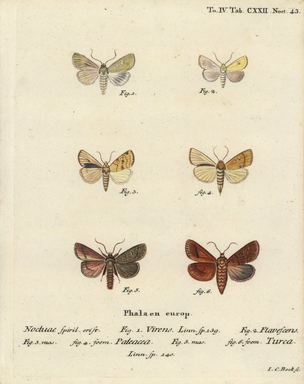 zelená Burrenova, Calamia tridens 1, slézová, Xanthia icteritia 2, úhlově pruhovaná, Enargia paleacea 3,4, a dvojitá, Mythimna turca 5,6. Ručně kolorovaná mědirytina Johanna Carla Bocka podle knihy Eugenia Johanna Christopha Espera Die Schmetterlinge. od Johann Carl Bock
