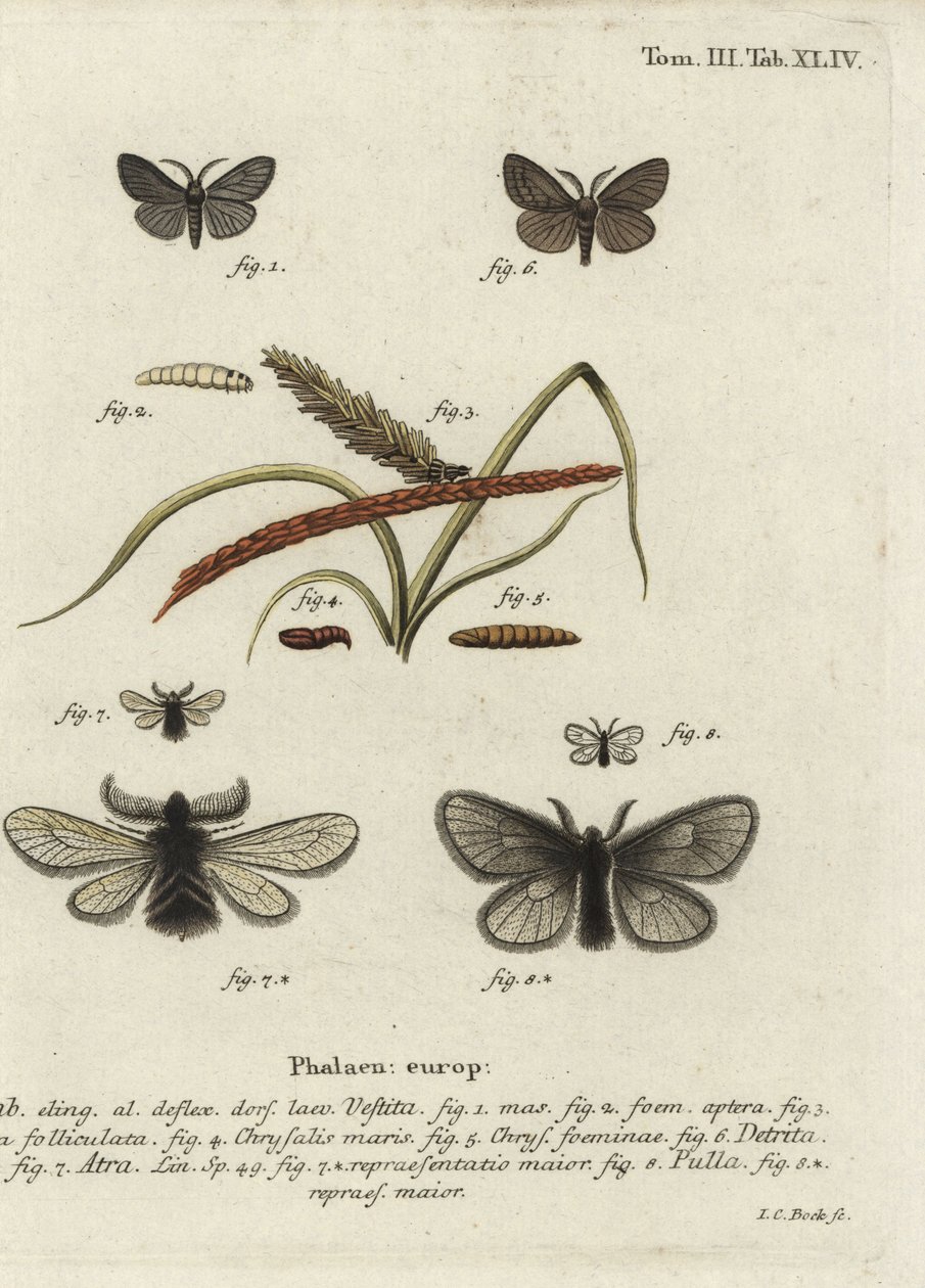 Canephora hirsuta, Ocneria detrita a Epichnopterix plumella. od Johann Carl Bock