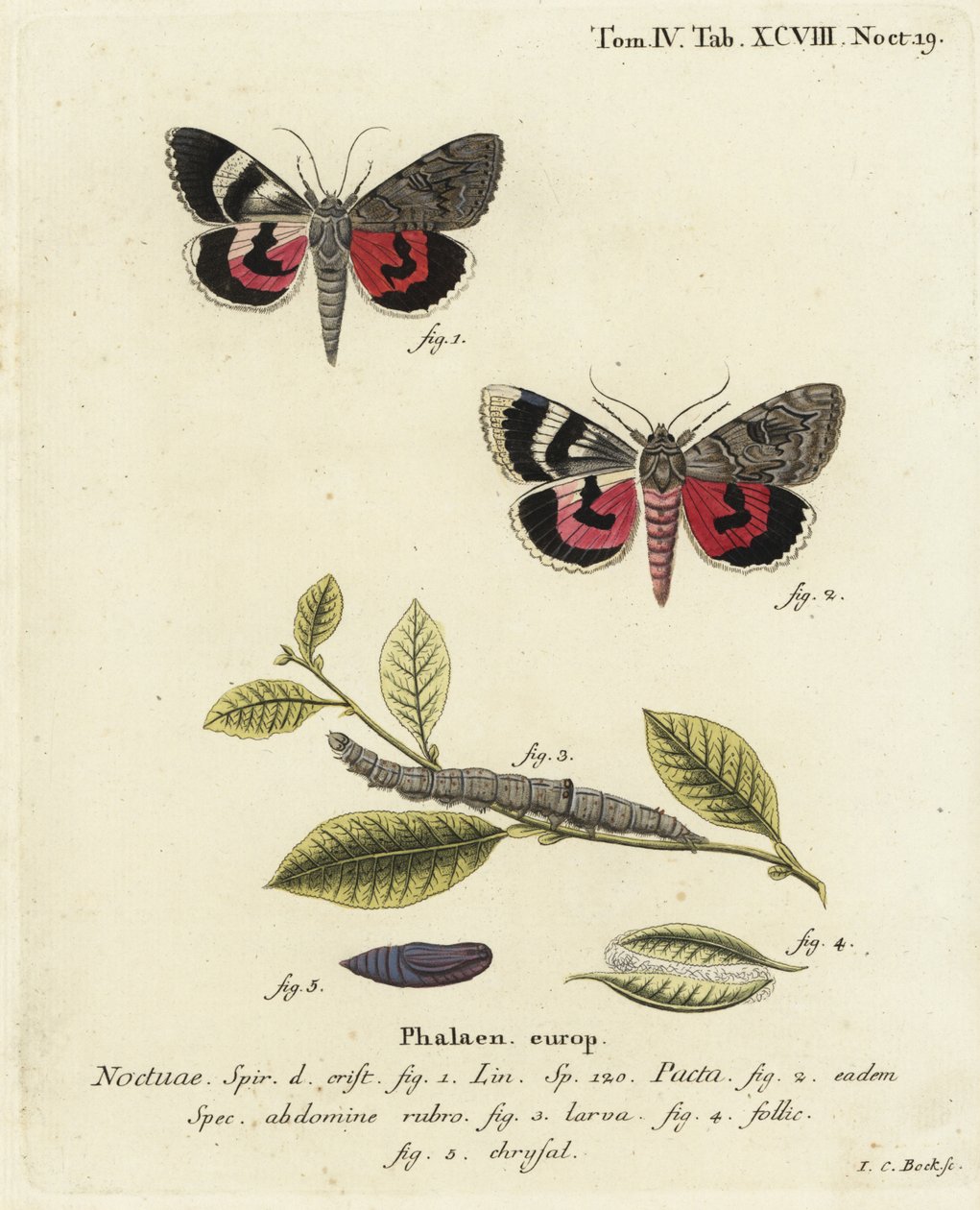Catocala pacta můra. Ručně kolorovaná mědirytina od Johanna Carla Bocka podle Eugenia Johanna Christopha Espera Motýli v ilustracích z přírody, Erlangen od Johann Carl Bock