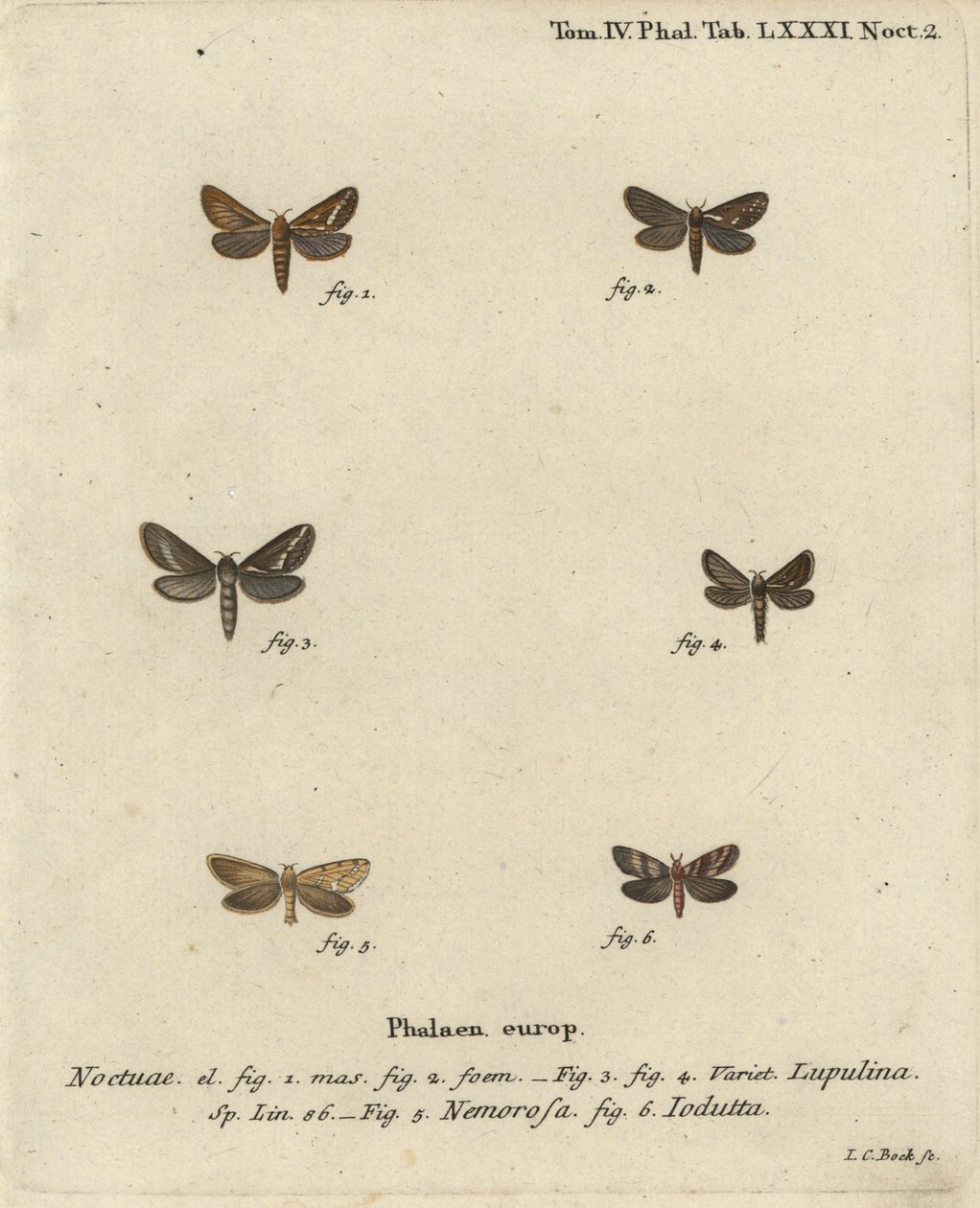 Motýl obecný, Korscheltellus lupulina 1-4, rorýs zlatý, Phymatopus hecta 5 a Pharmacis carna 6. Ručně kolorovaná mědirytina Johanna Carla Bocka podle knihy Eugenius Johann Christoph Esper The Butterflies in Pictures from Nature, Erlangen od Johann Carl Bock