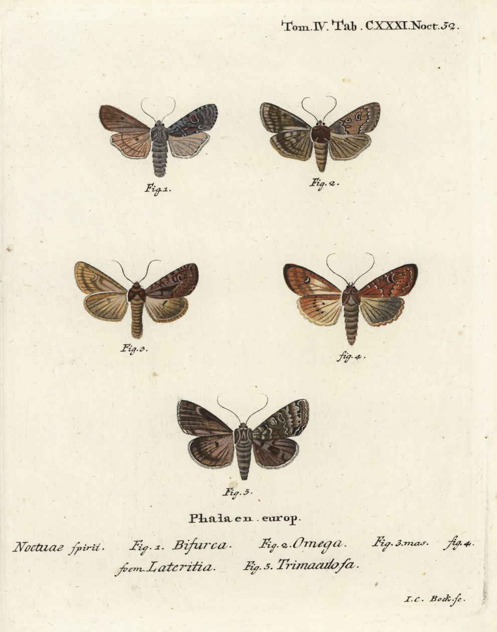 Conformist, Lithophane furcifera 1, dvojitá šipka, Graphiphora augur 2, vzácně žíhaná, Apamea lateritia 3,4 a stříbrné oblouky, Polia hepatica 5. od Johann Carl Bock