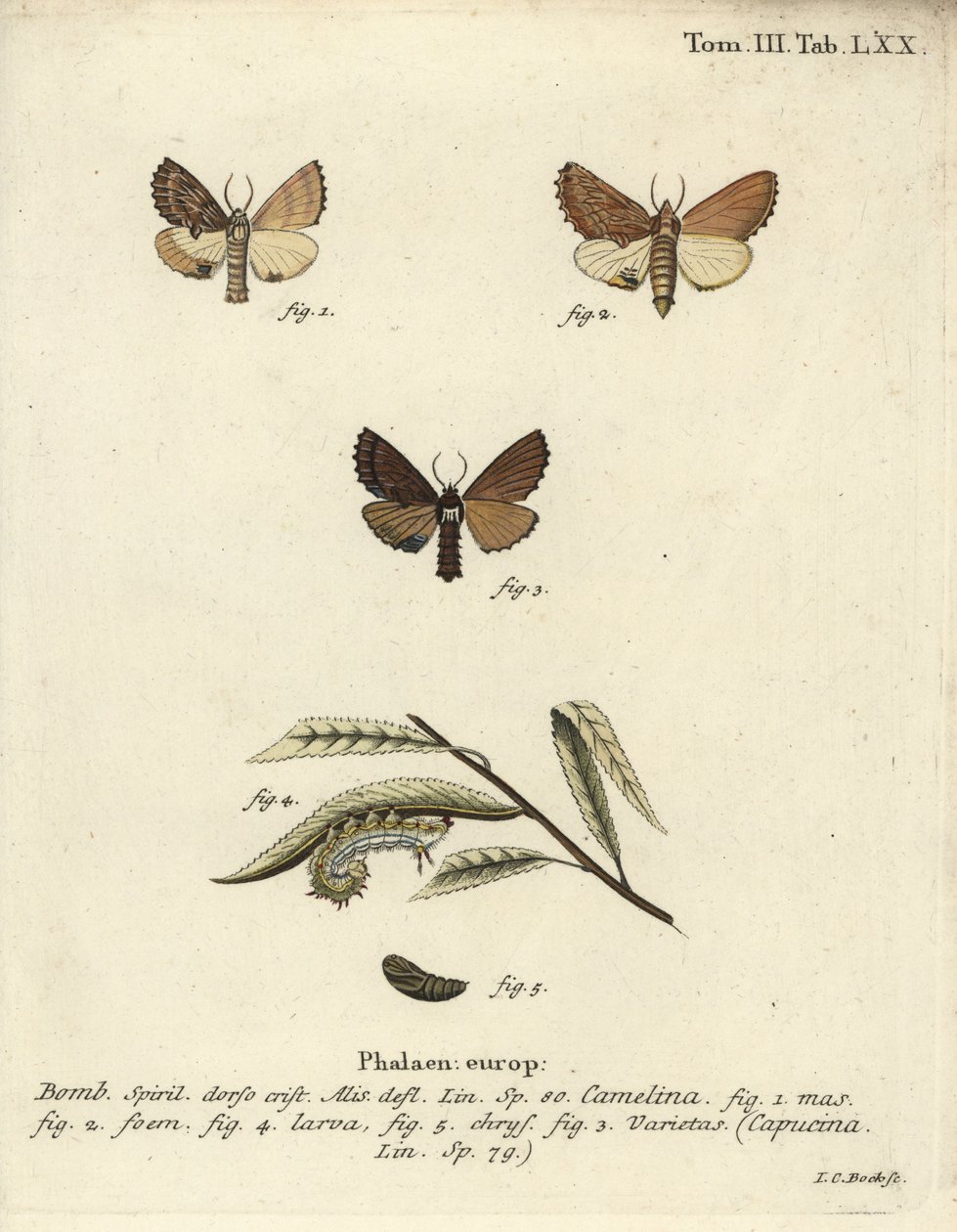 Prominentní Coxcomb, Ptilodon capucinus. od Johann Carl Bock
