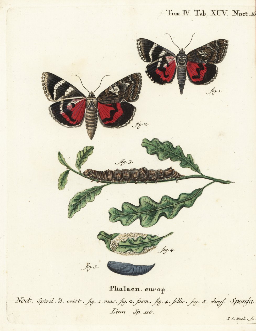 Tmavě karmínové spodní křídlo, Catocala sponsa. Ručně kolorovaná mědirytina od Johanna Carla Bocka podle knihy Eugenia Johanna Christopha Espera The Butterflies in Pictures from Nature, Erlangen od Johann Carl Bock