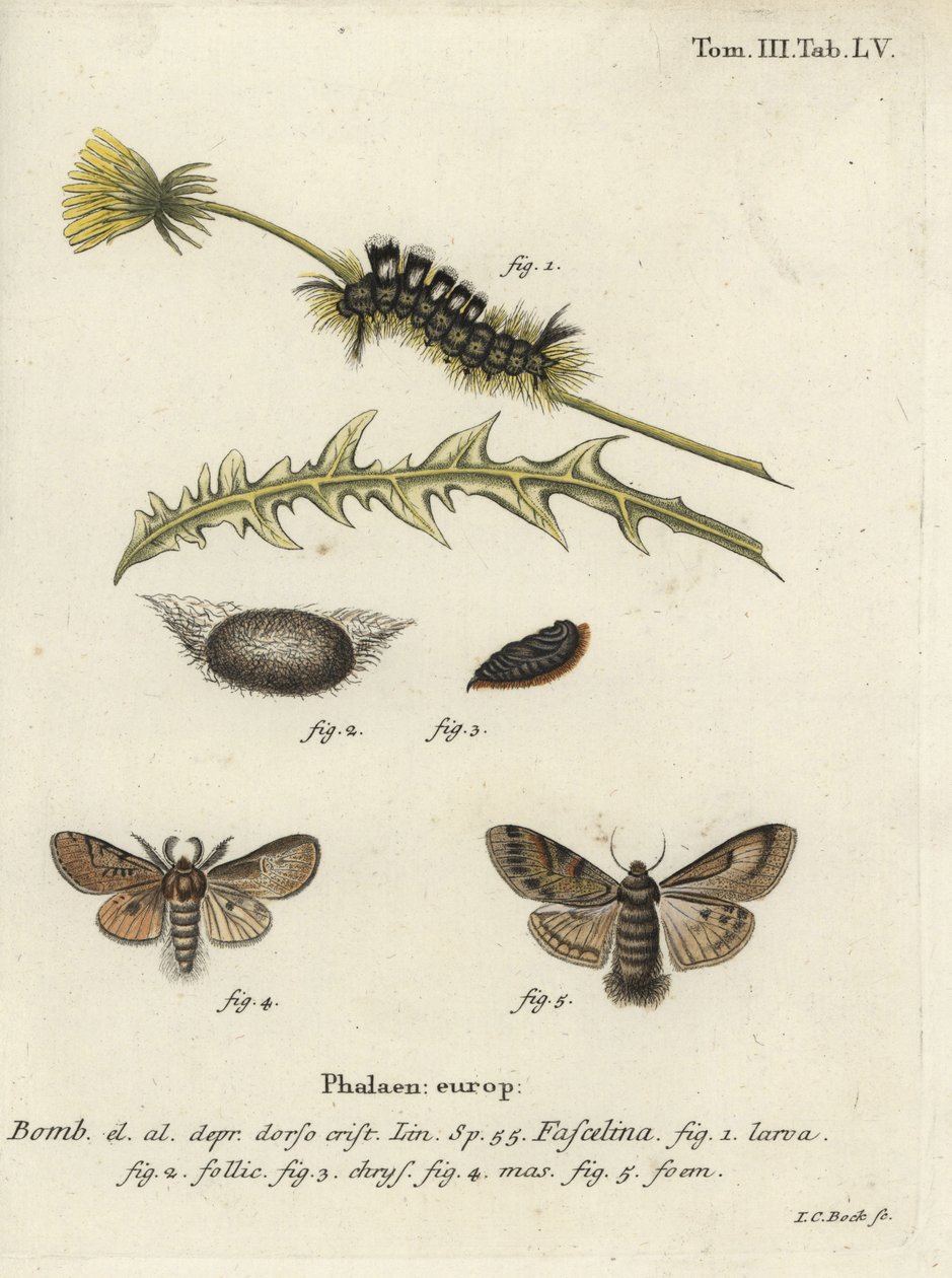 Temný trs, Dicallomera fascelina. od Johann Carl Bock