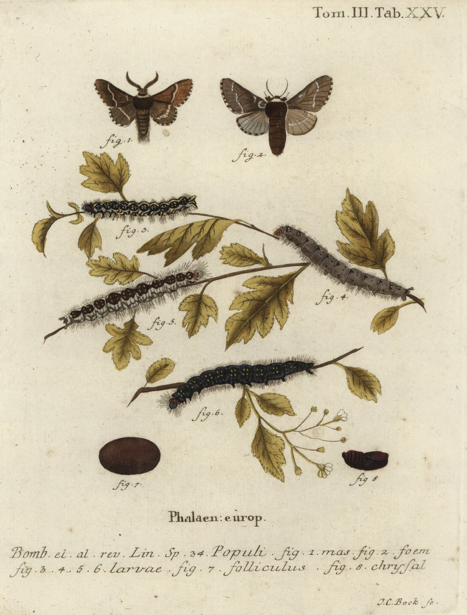 Prosincová můra, Poecilocampa populi. od Johann Carl Bock