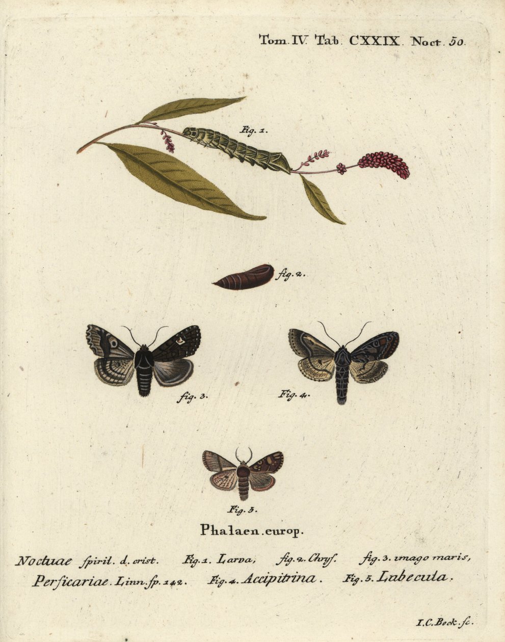 Tečka, Melanchra persicariae 1-4 a Dryobota labecula 5. Ručně kolorovaná mědirytina od Johanna Carla Bocka podle knihy Eugenius Johann Christoph Esper The Butterflies in Pictures from Nature, Erlangen od Johann Carl Bock