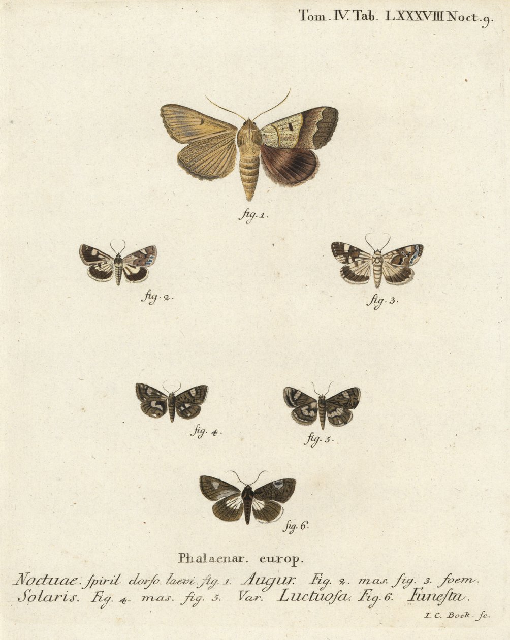 Dvojitá šipka nebo věštec, Graphiphora augur 1, světlé rameno, Acontia lucida 2.3, můra čtyřskvrnná, Tyta luctuosa 4.5 a můra druidská, Aedia funesta 6. Ručně kolorovaná mědirytina od Johanna Carla Bocka podle Eugenia Johanna Di Christopha Sch Espera od Johann Carl Bock