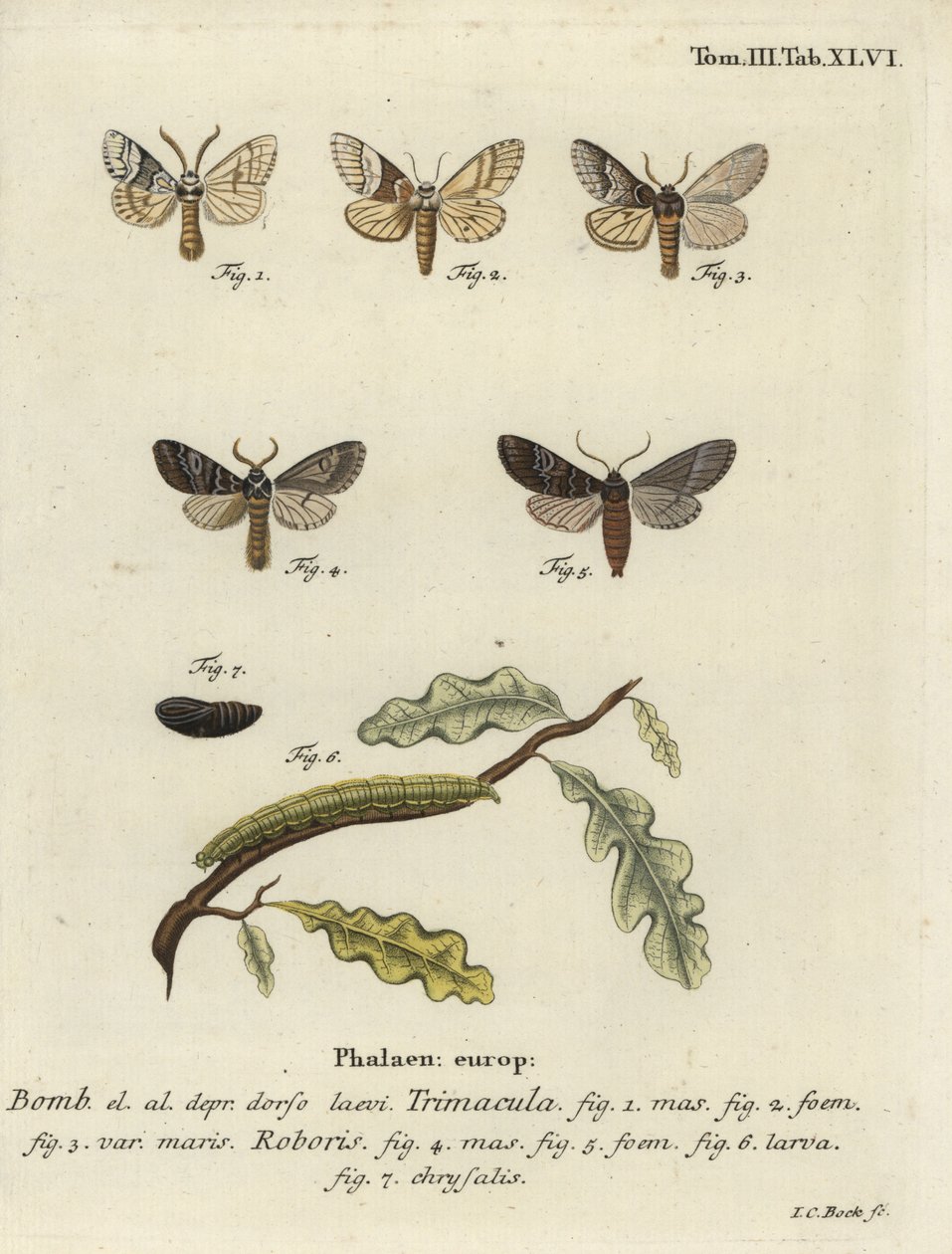 Můra Drymonia dodonaea. od Johann Carl Bock