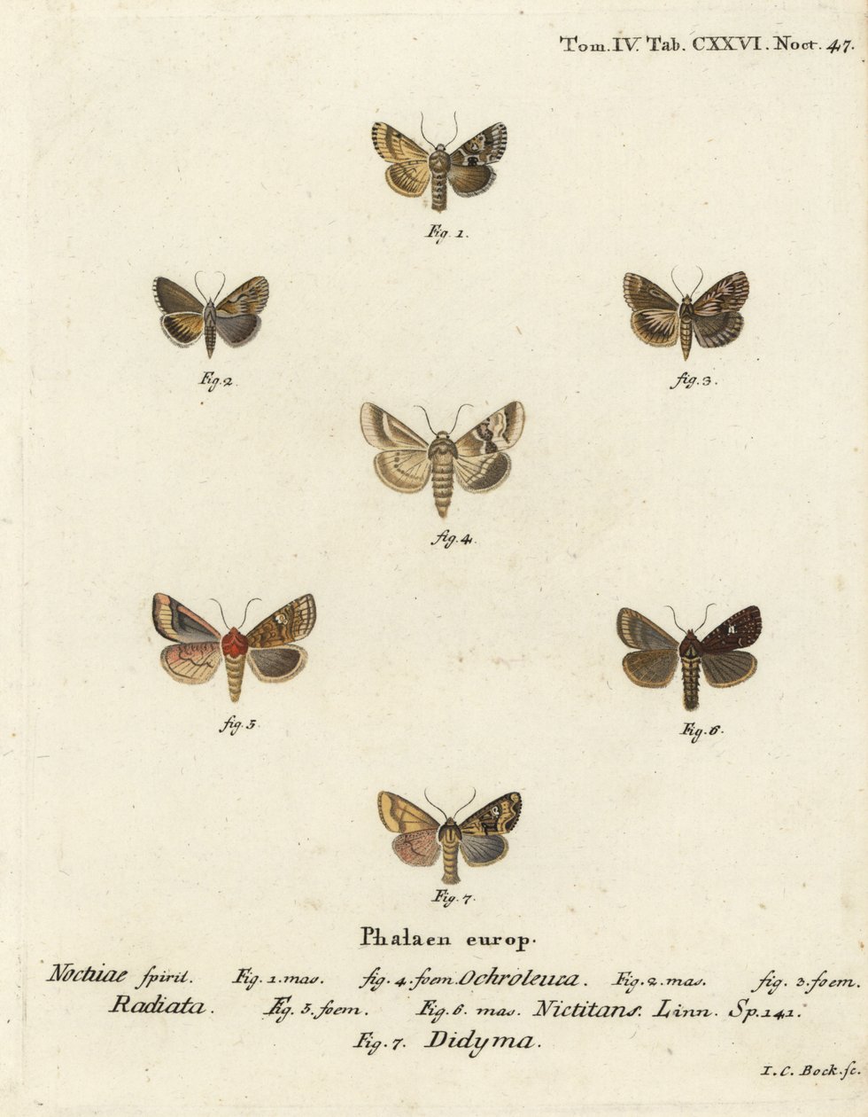 Žlutohnědý, Eremobia ochroleuca 1,4, Cynaeda dentalis 2,3, zavíječ ušatý, Amphipoea oculea 5,6 a rustikální, Mesapamea secalis 7. Ručně kolorovaná mědirytina Johanna Carla Bocka podle Eugenia Johanna Christopha Esperlinge v Die Schmetterlinge in Abbild od Johann Carl Bock