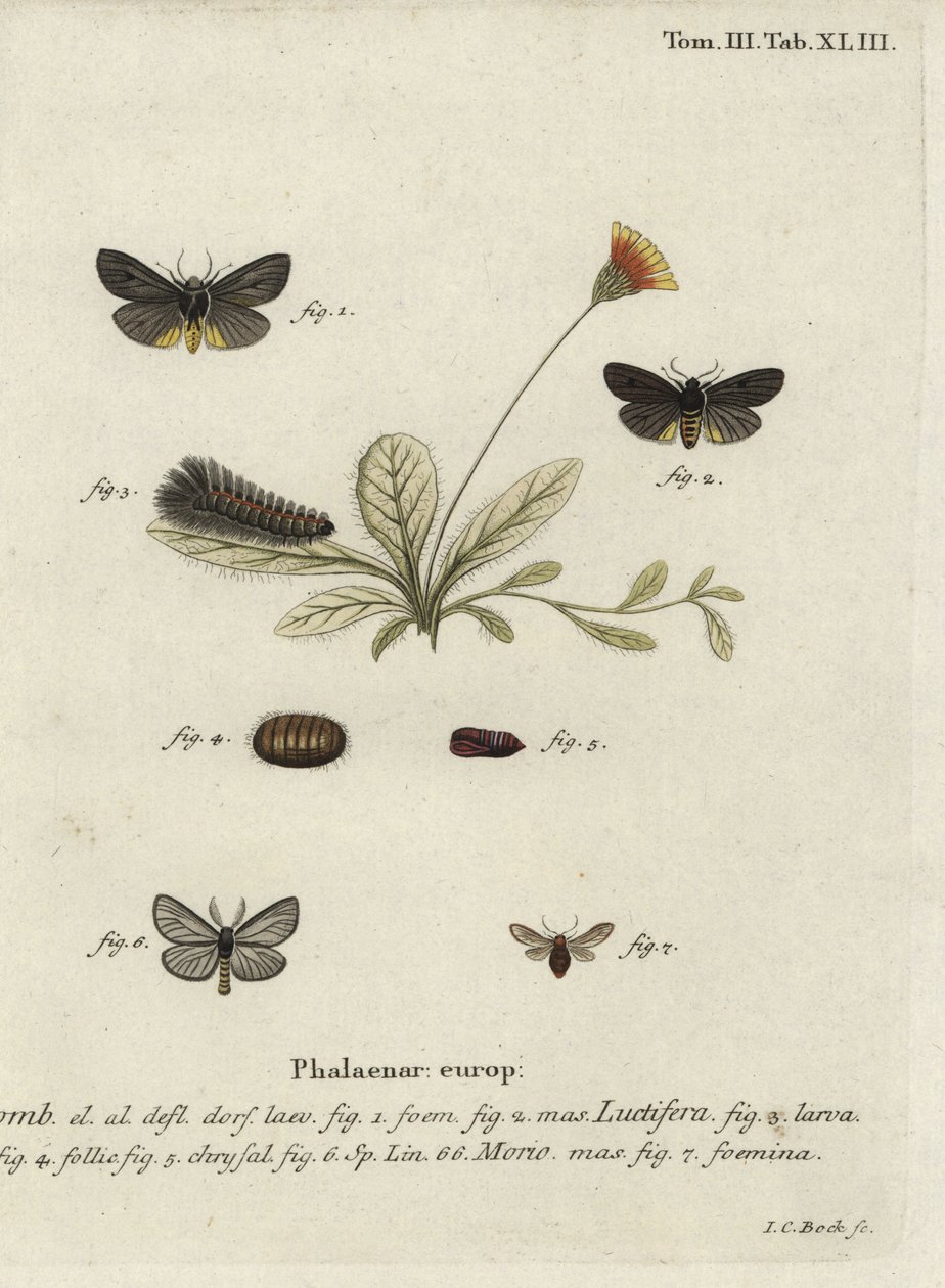 Můry Epatolmis caesarea a Penthophera morio. od Johann Carl Bock