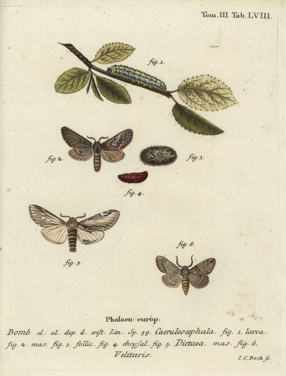 Osmička, vlaštovka výrazná a můra Drymonia velitaris. od Johann Carl Bock