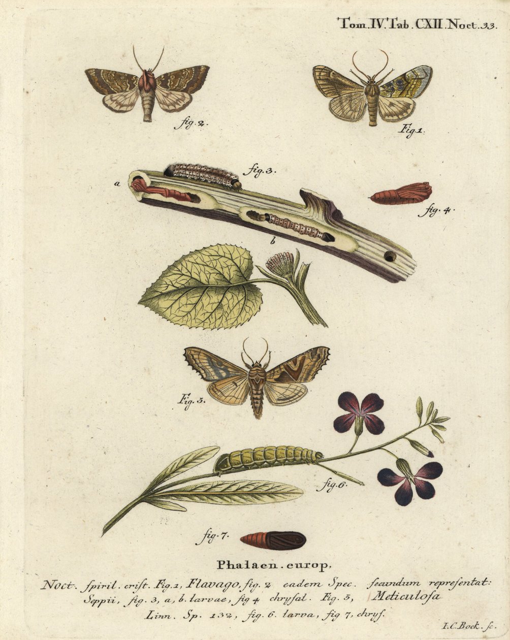 Můra oranžová ojíněná, Gortyna flavago 1,2, a úhlové odstíny, Phlogophora meticulosa 3-7. Ručně kolorovaná mědirytina od Johanna Carla Bocka podle knihy Eugenia Johanna Christopha Espera The Butterflies in Pictures from Nature, Erlangen od Johann Carl Bock