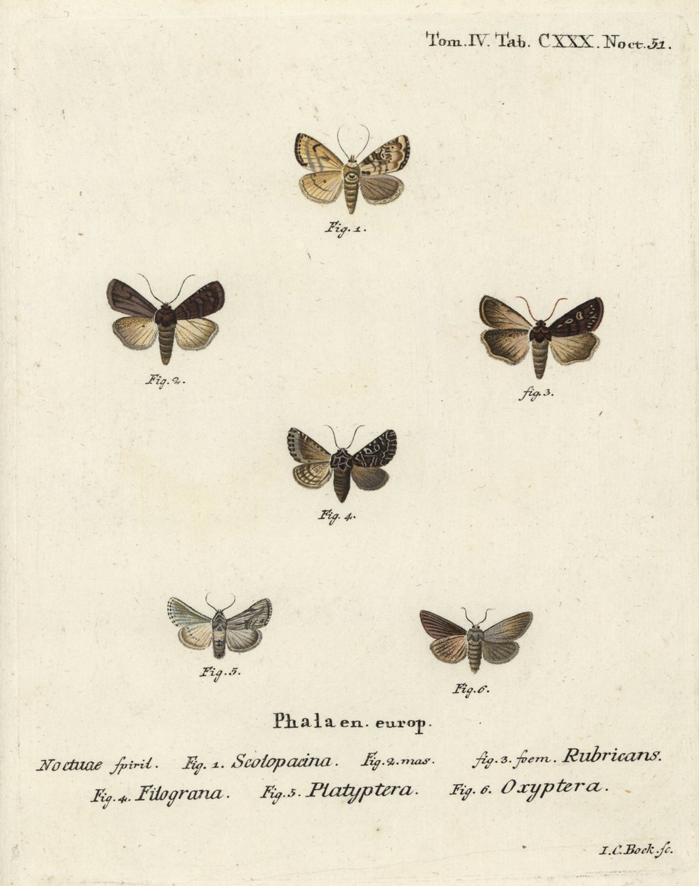 Zahradní šíp, Euxoa nigricans 1-3, Hadena filograna 4, brokát antirrhinum, Calophasia platyptera 5, Simyra nervosa 6. Ručně kolorovaná mědirytina od Johanna Carla Bocka podle Eugenia Johanna Christopha Espera Motýli v ilustracích po r. od Johann Carl Bock
