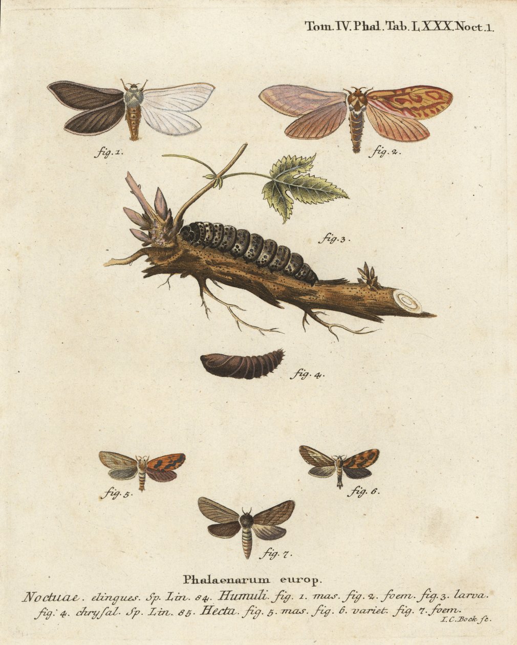 Můra duchů, Hepialus humuli 1-4, a zlatobýl, Phymatopus hecta 5-7. Ručně kolorovaná mědirytina od Johanna Carla Bocka podle knihy Eugenia Johanna Christopha Espera The Butterflies in Pictures from Nature, Erlangen od Johann Carl Bock