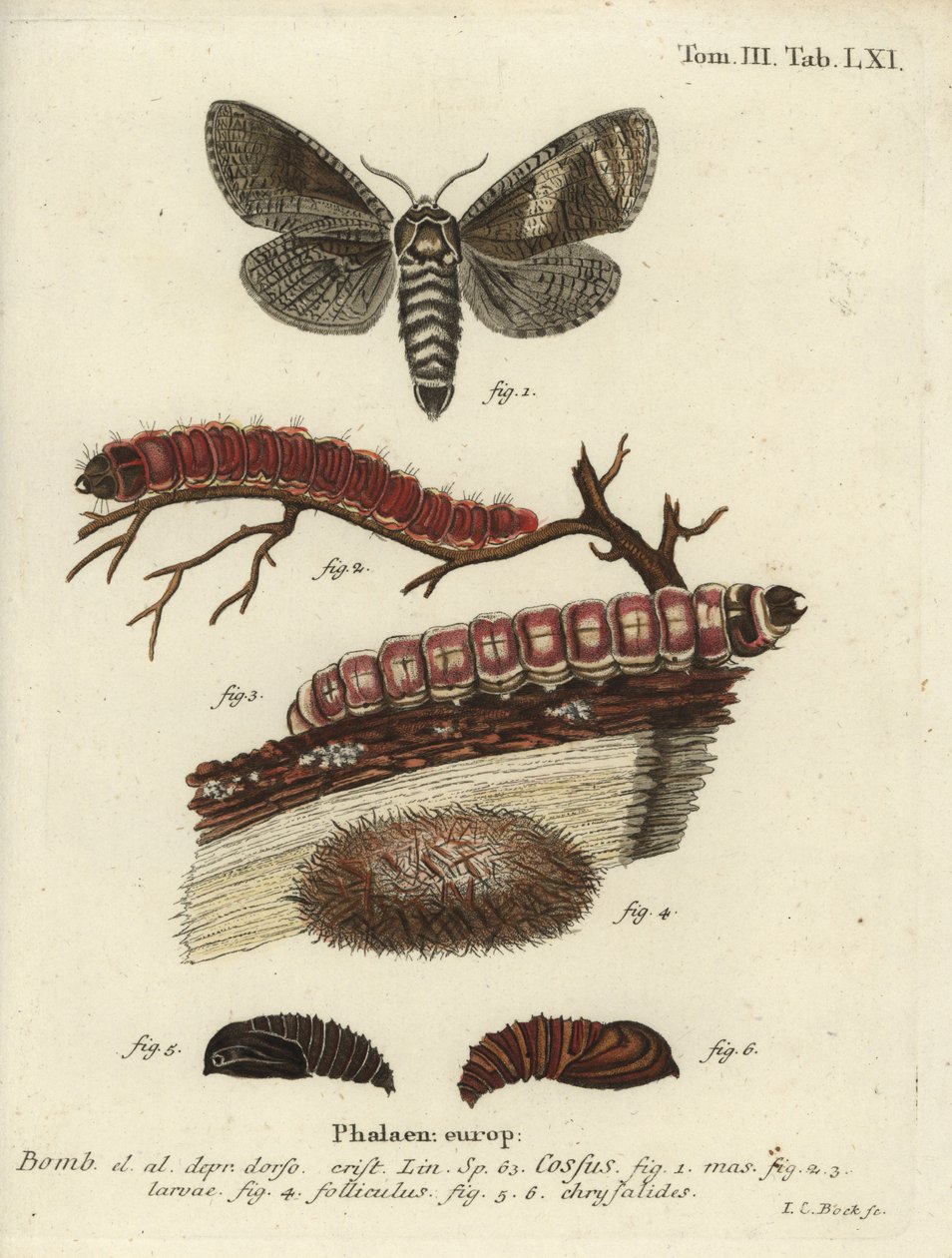Kozlík, Cossus cossus od Johann Carl Bock